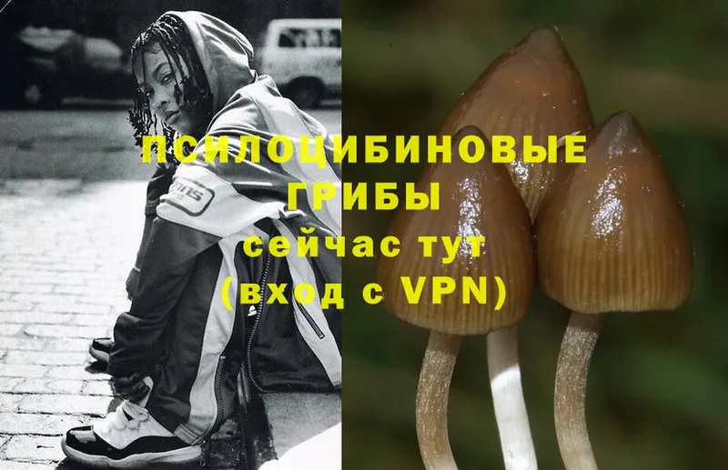 Псилоцибиновые грибы Magic Shrooms  Купино 